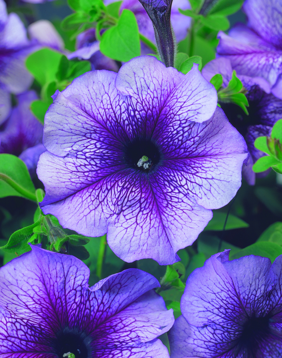 blue-veined-1894367610.webp