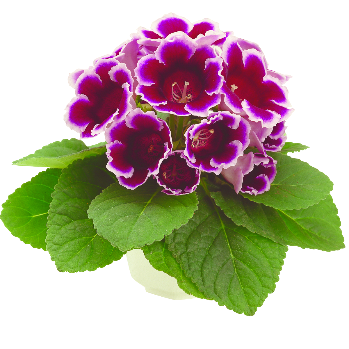 blue-w-white-edge-2883299769.webp