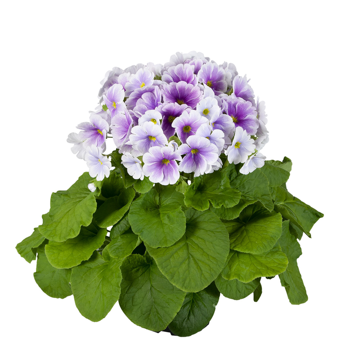 blue-white-2561282586.webp