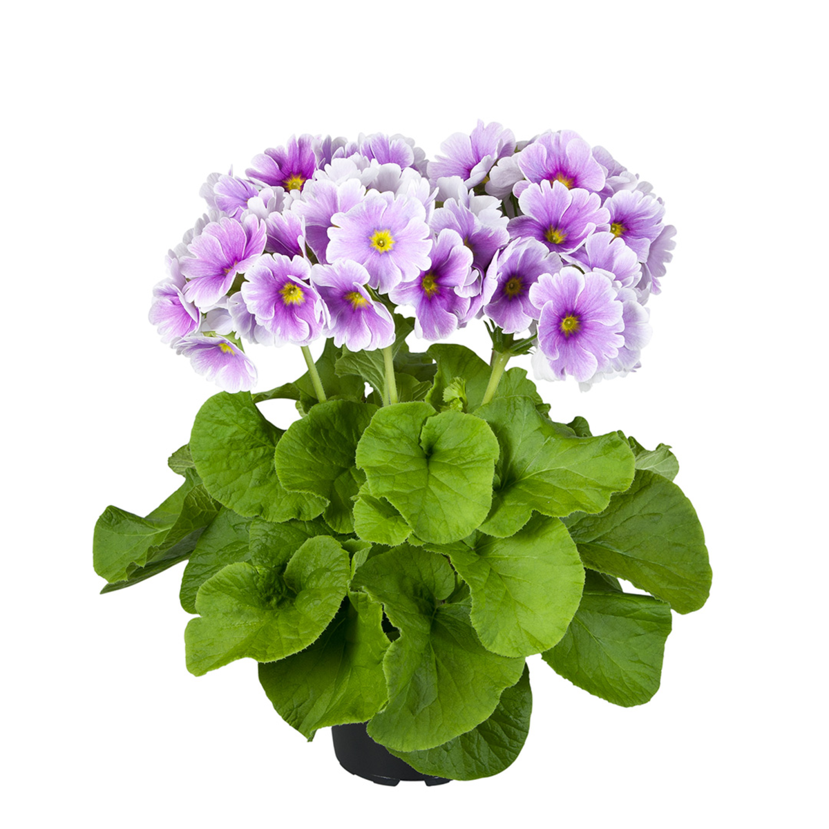 blue-white-536676068.webp