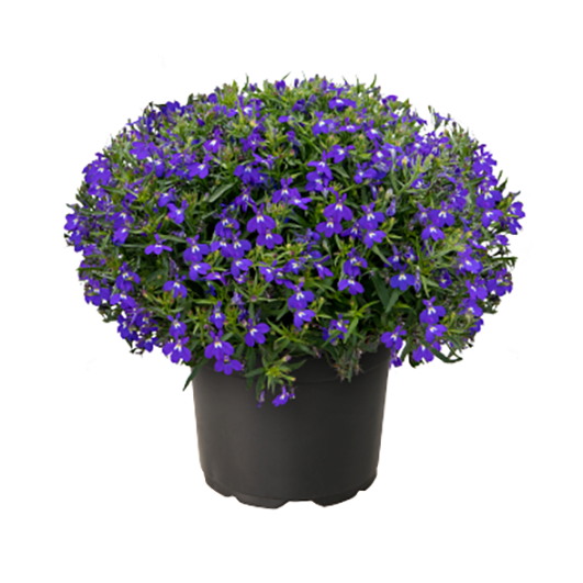 blue-with-eye-2915580338.webp