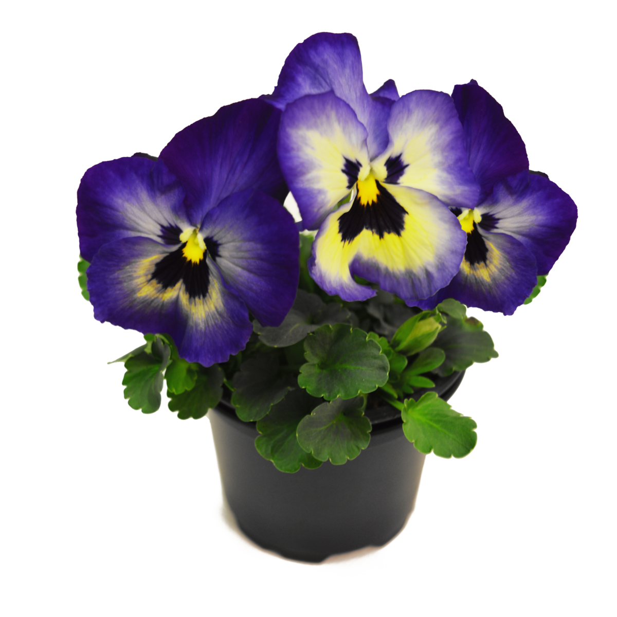 blueberry-thrill-3416022287.webp