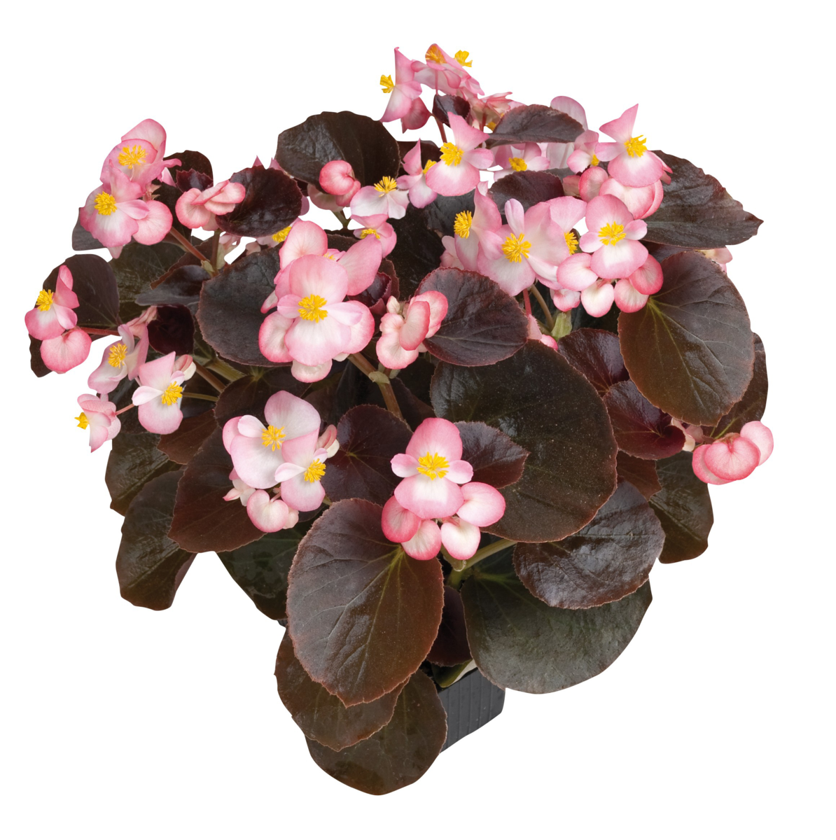 blush-4200867031.webp