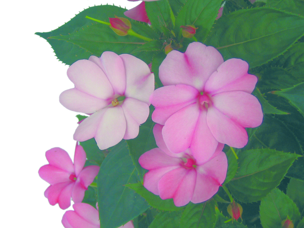 blush-pink-3392695348.webp