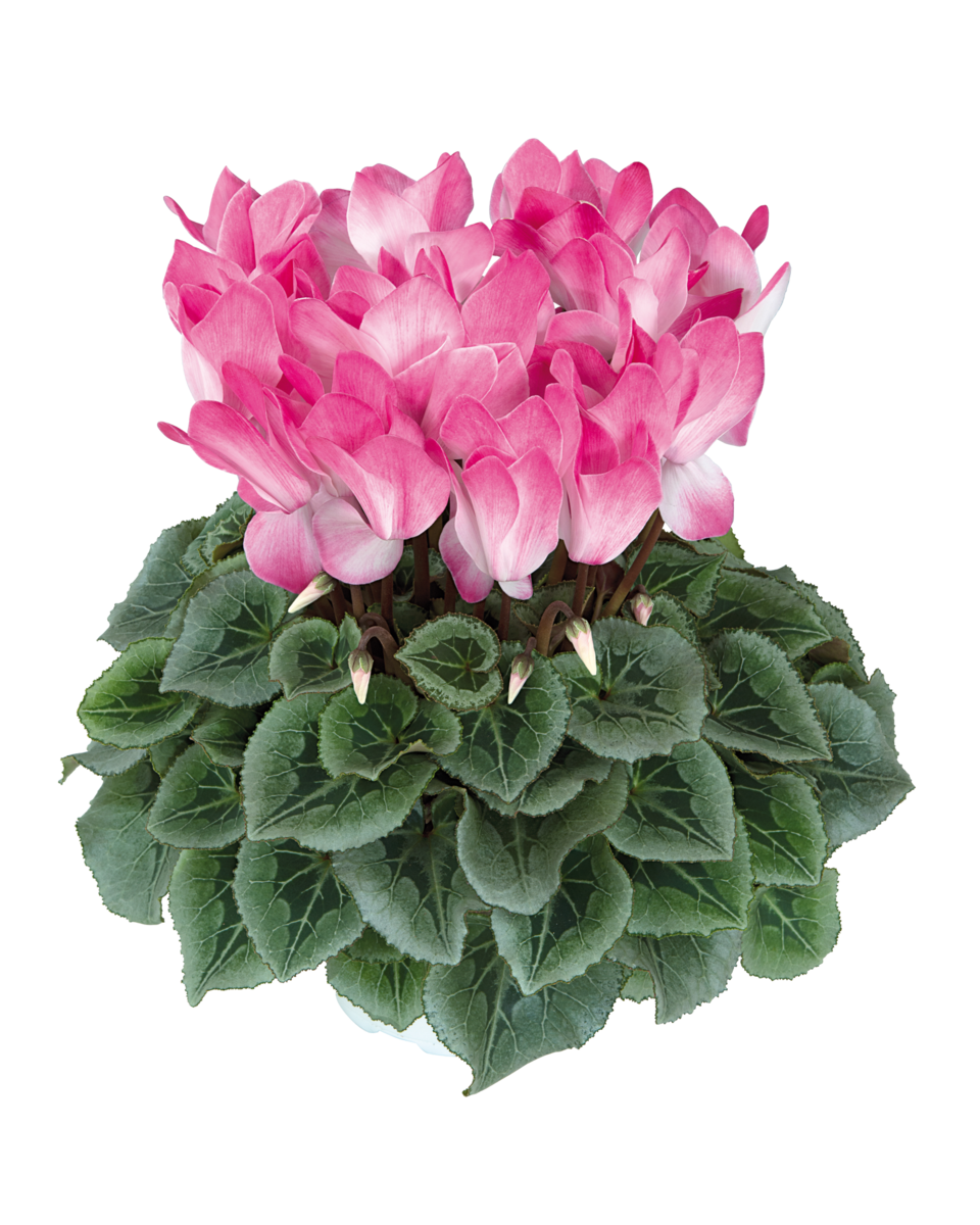 blush-r-intense-2812-1175073351.webp