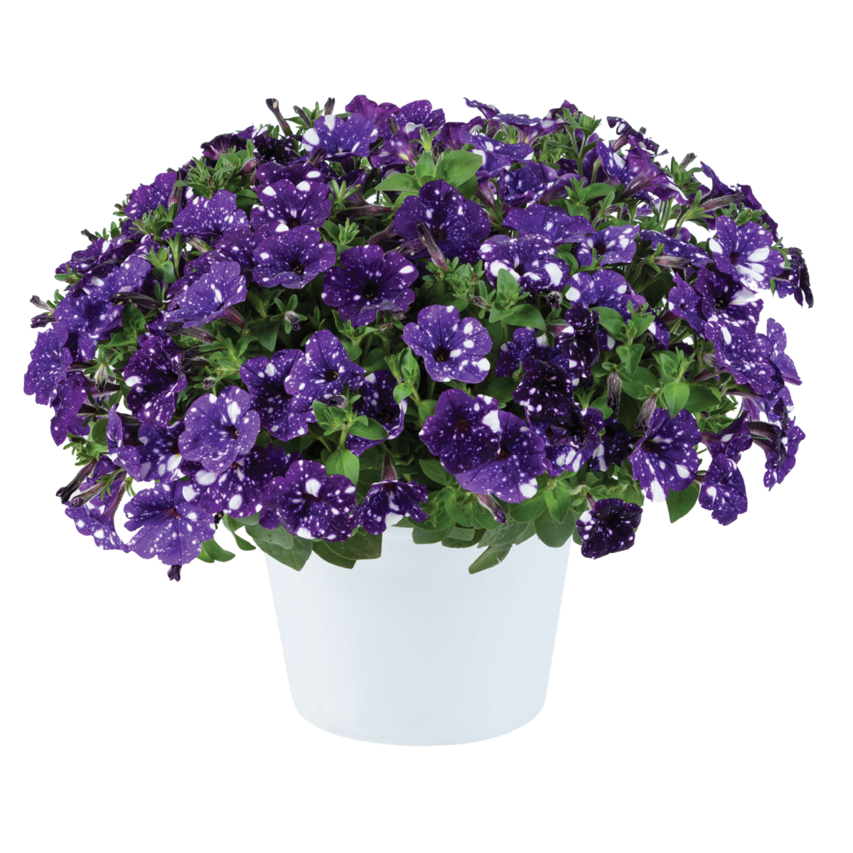 bolero-blue-3519009530.webp