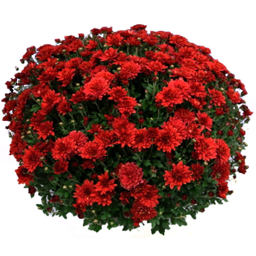 branchili-488180679.webp