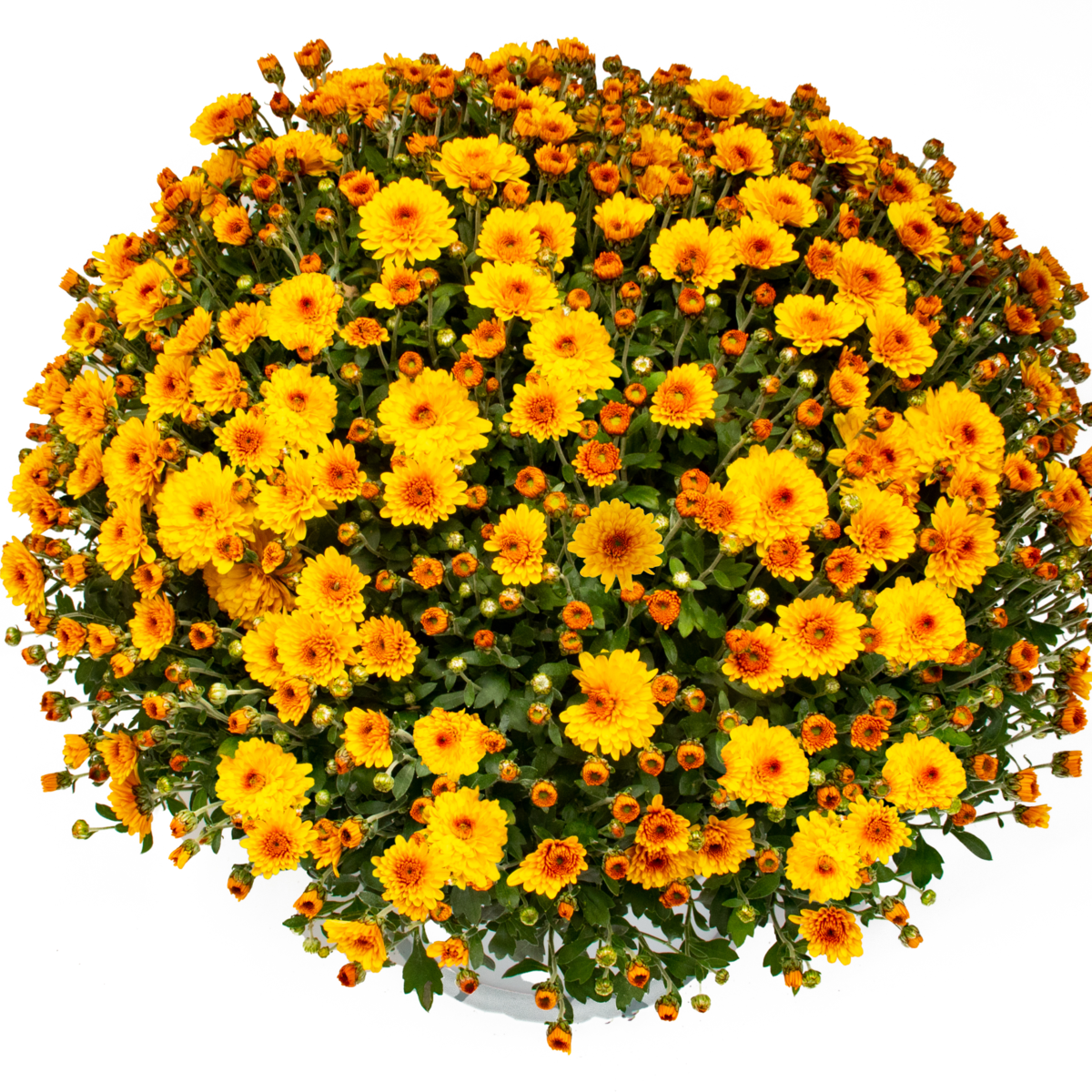 branlion-234523621.webp
