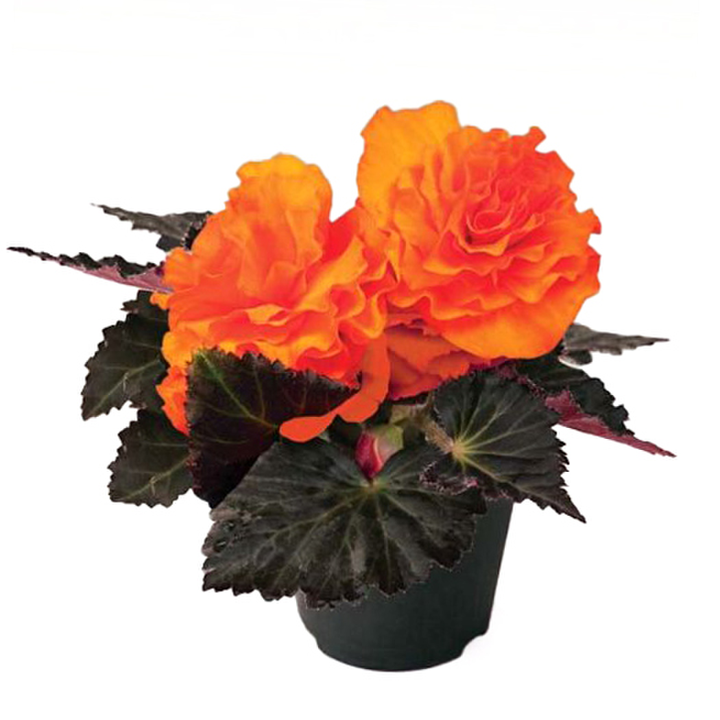bright-orange-935657924.webp