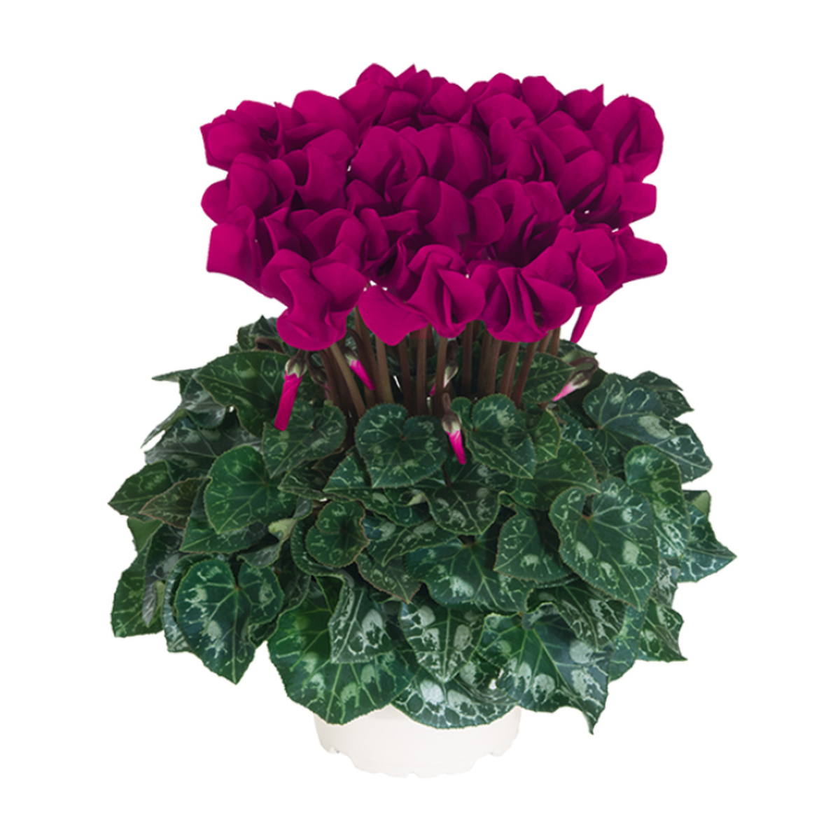 bright-purple-3627363960.webp