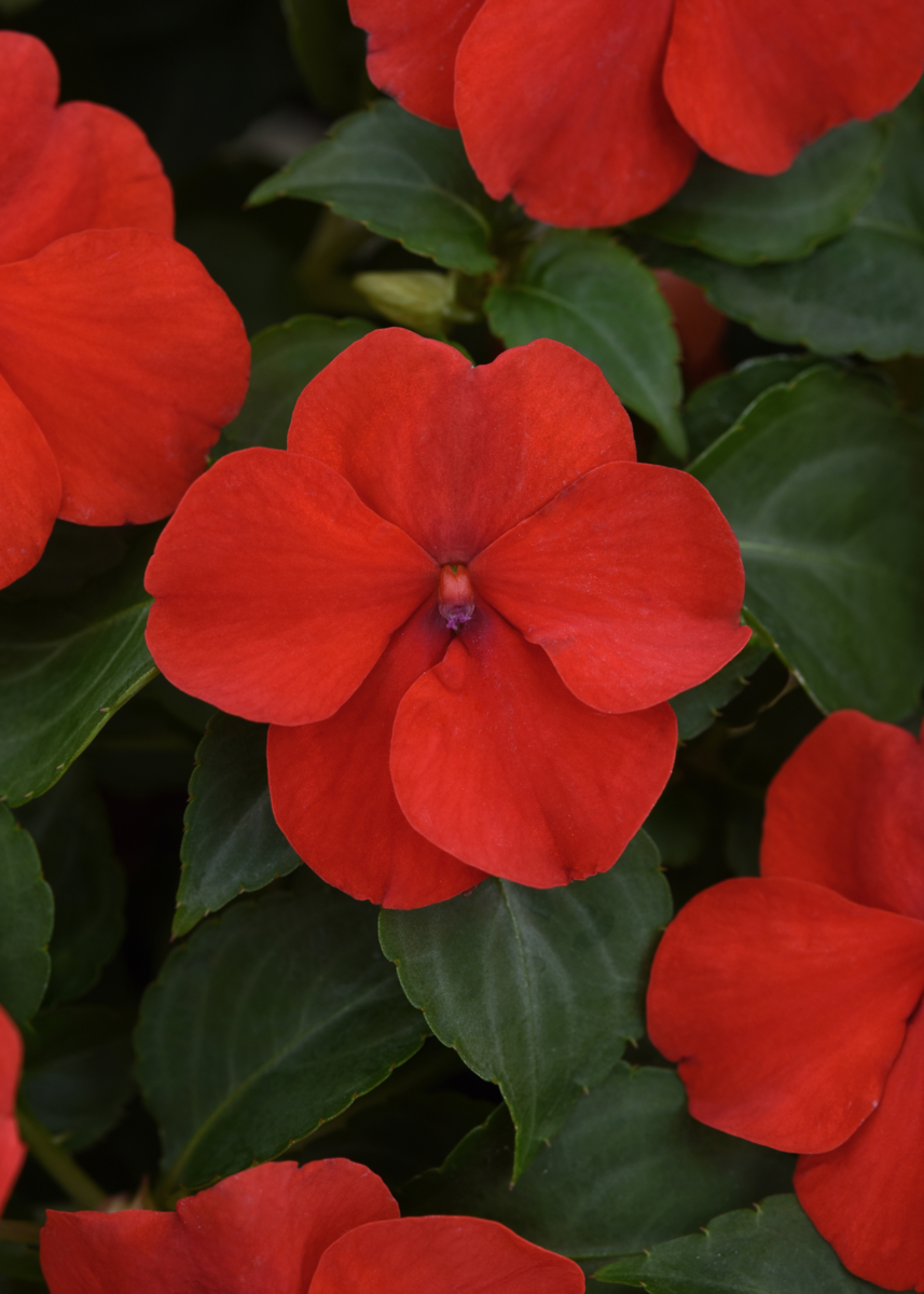 bright-red-1444531132.webp