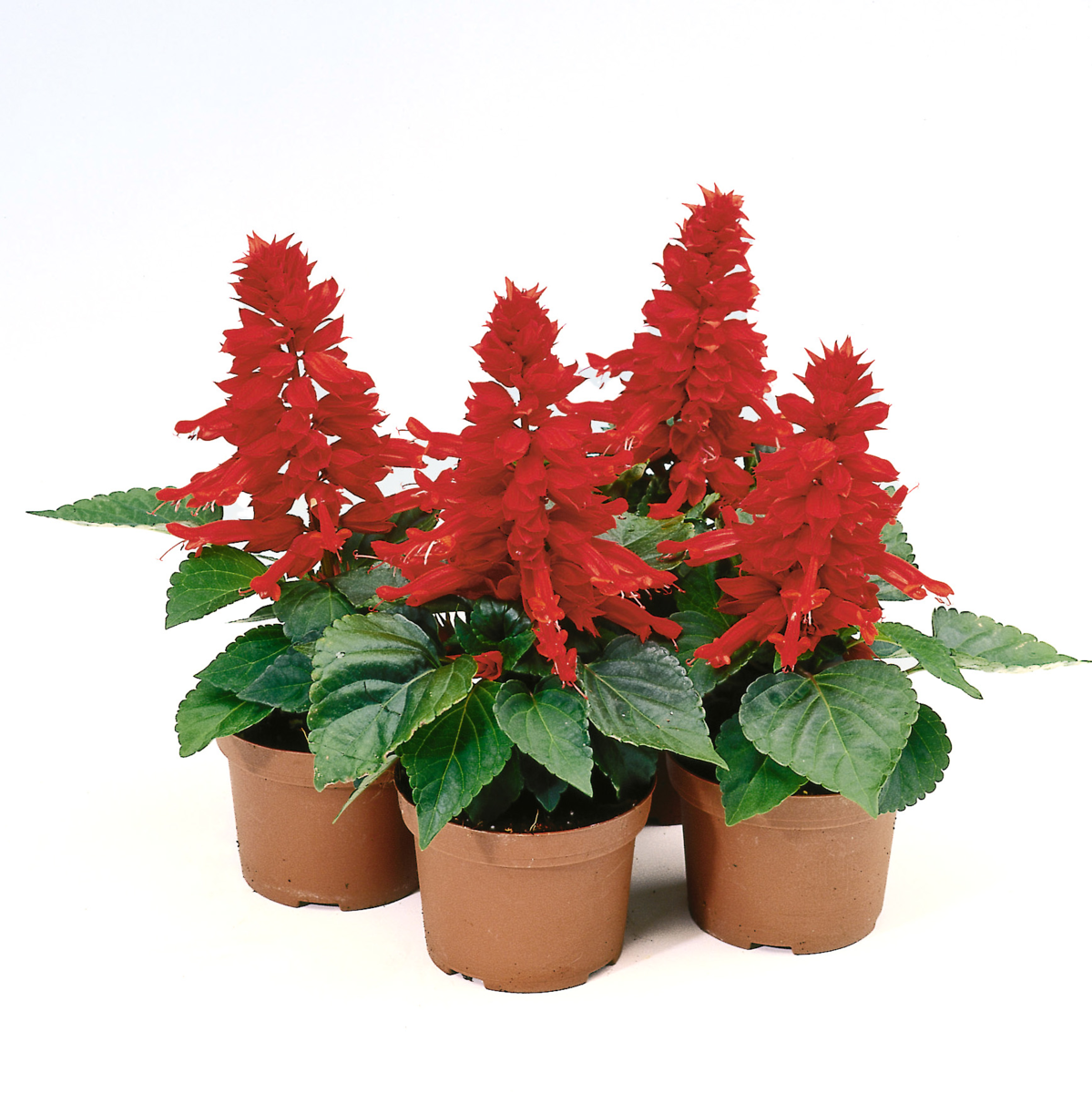 bright-red-1613220142.webp