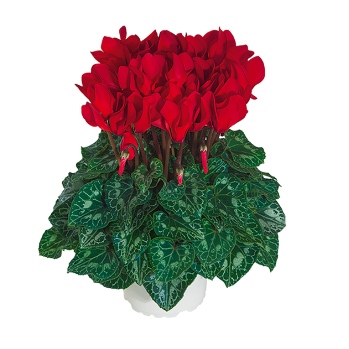 bright-red-630870596.webp