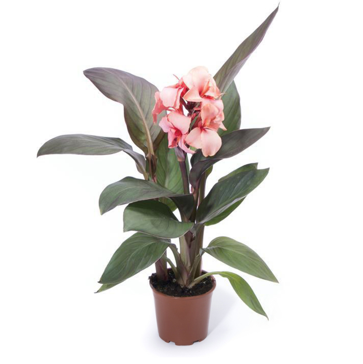 bronze-peach-1773041804.webp