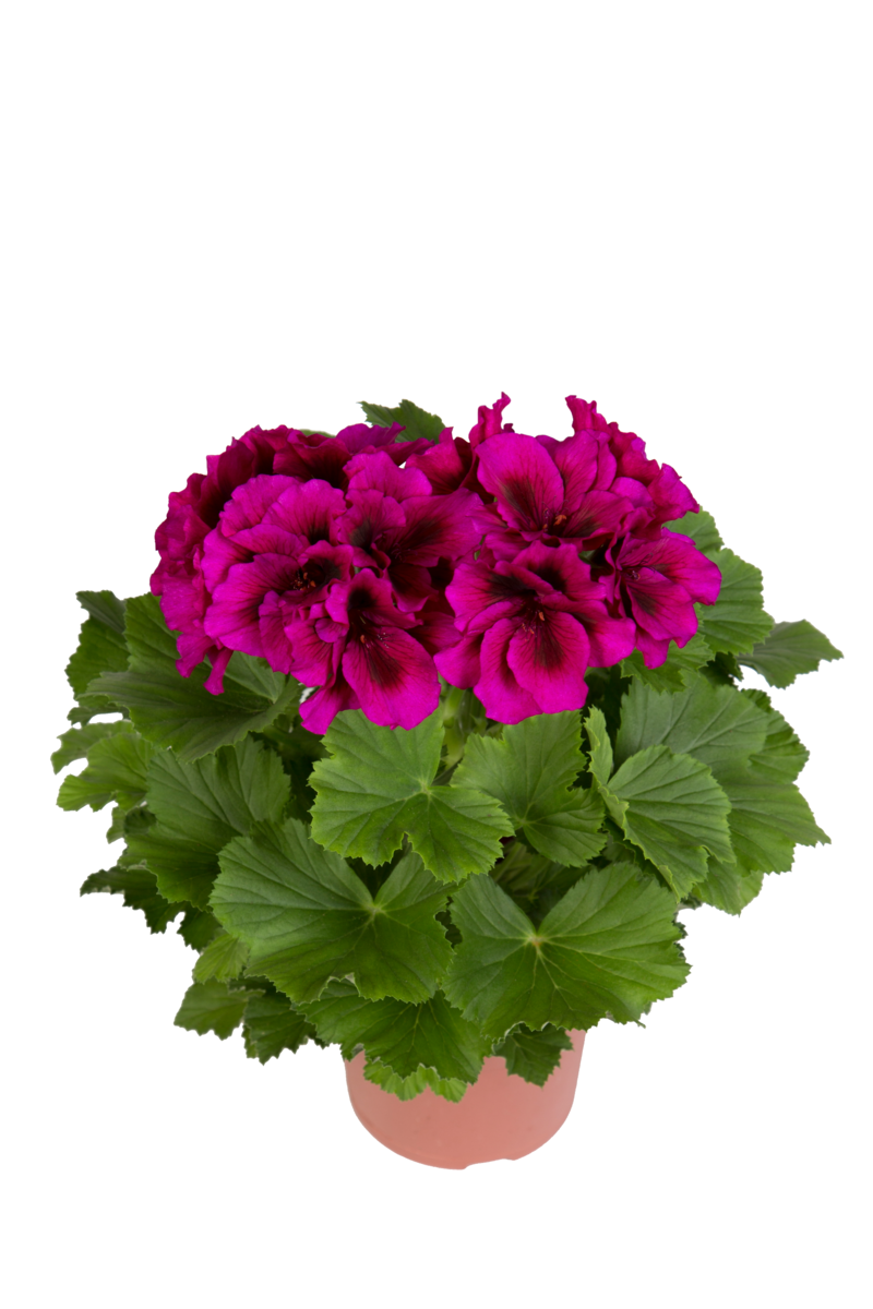 burghi-3245566101.webp
