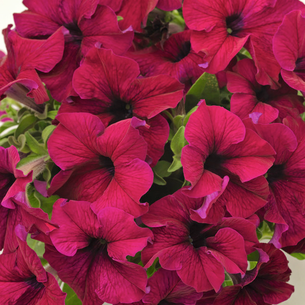 burgundy-2751785771.webp