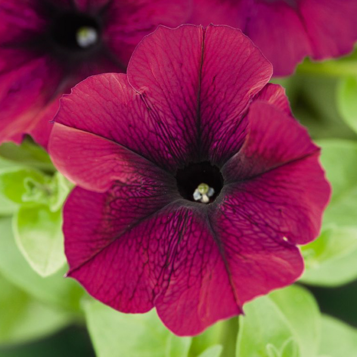burgundy-3365292334.webp