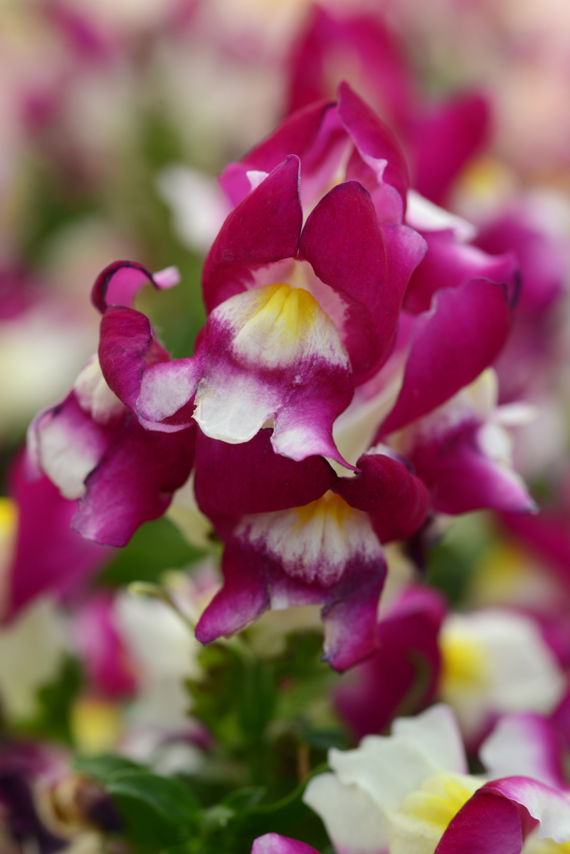 burgundy-bicolor-1743350583.webp