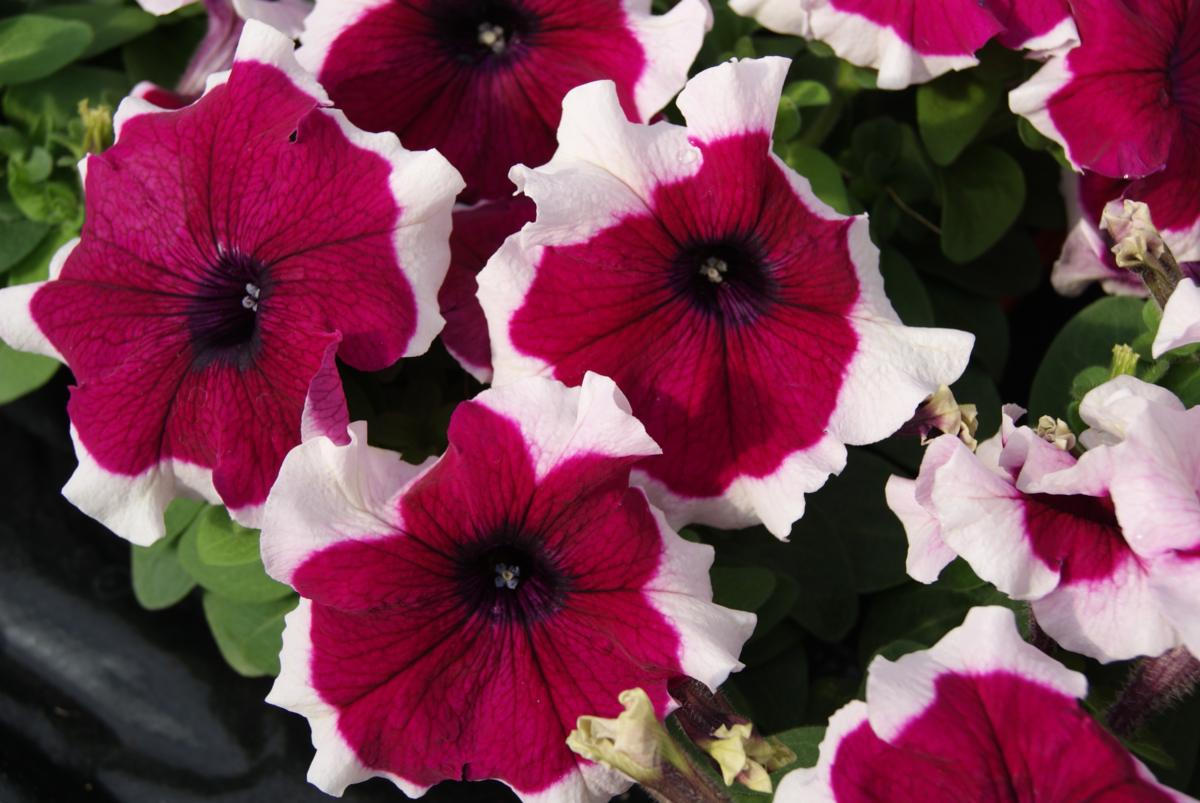 burgundy-picotee-gp-937093118.webp