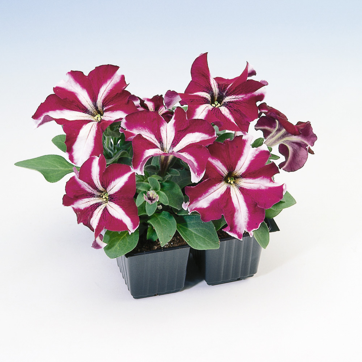 burgundy-star-1545520614.webp