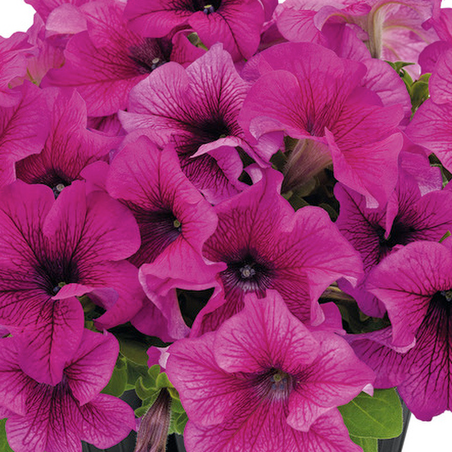 burgundy-vein-3885853903.webp