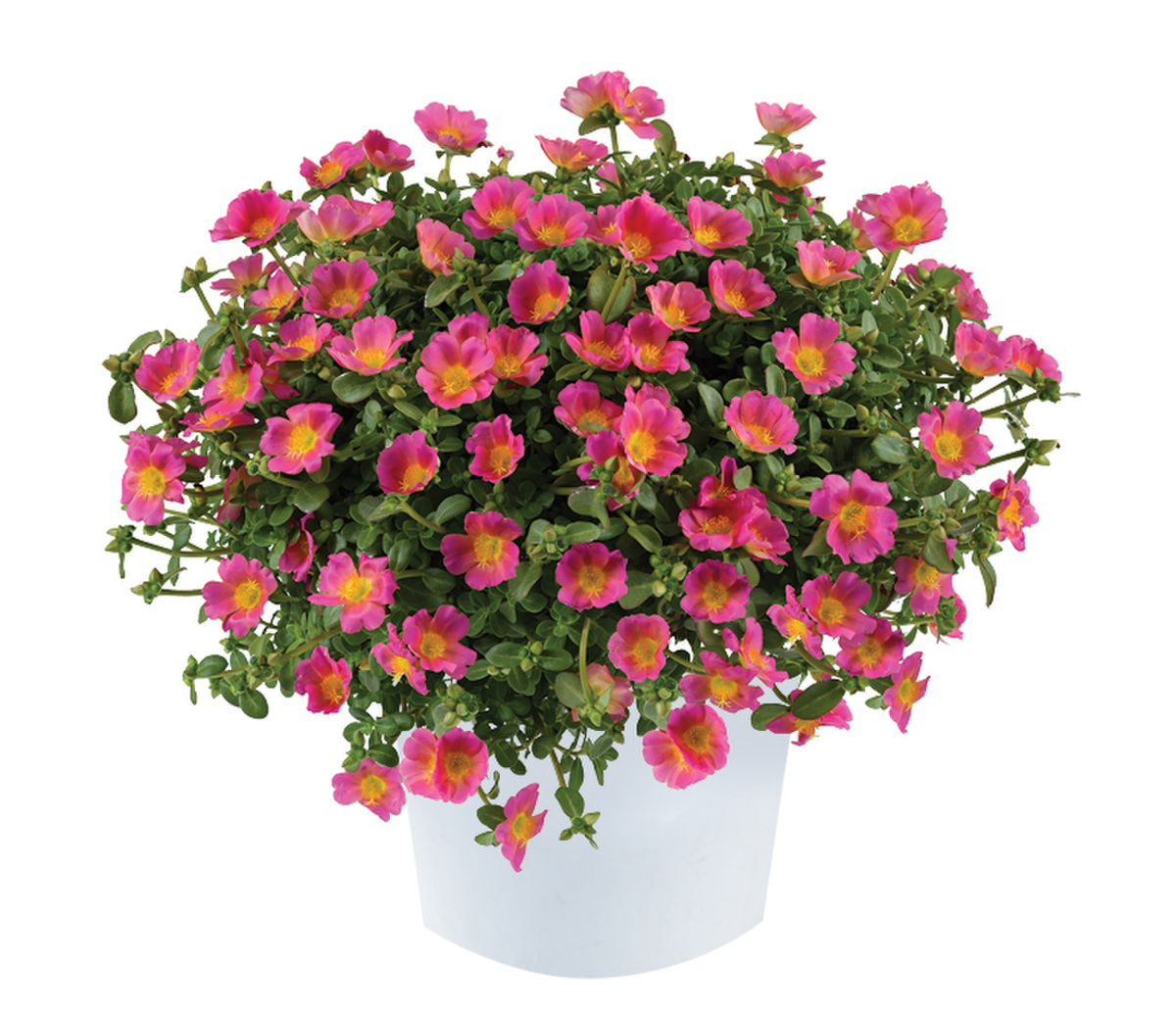 candy-pink-50021330.webp