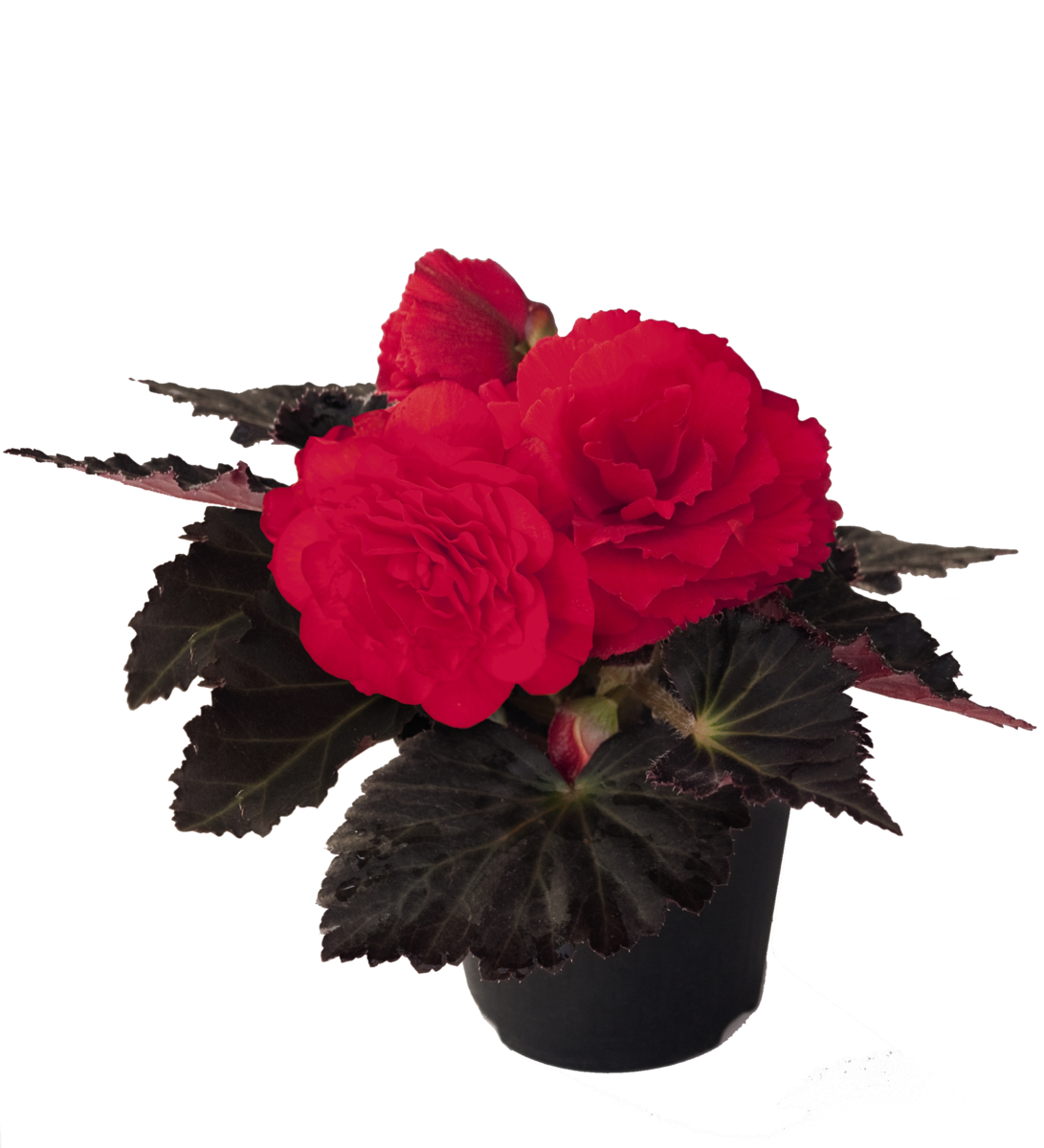 cherry-3714946049.webp