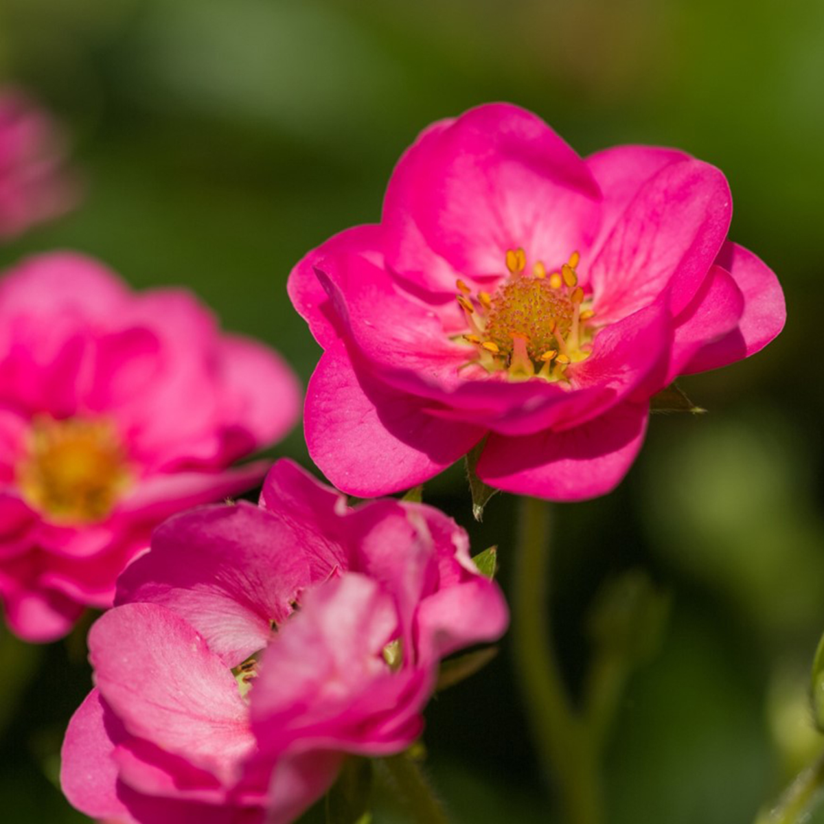 cherry-blossom-2633656202.webp
