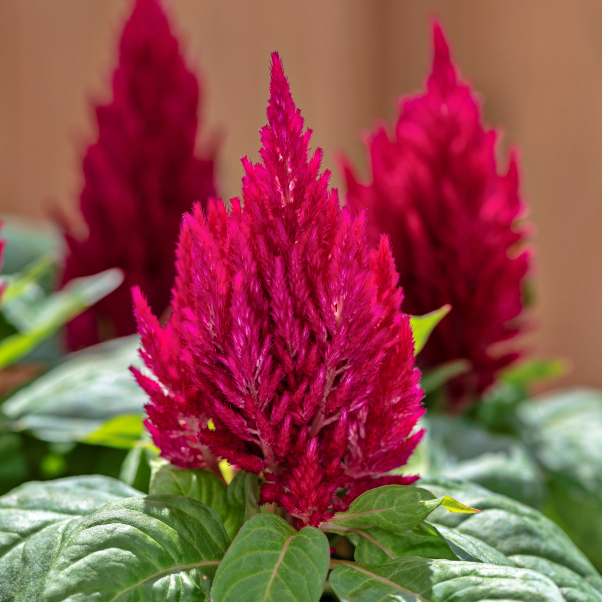 cherry-red-2555489505.webp