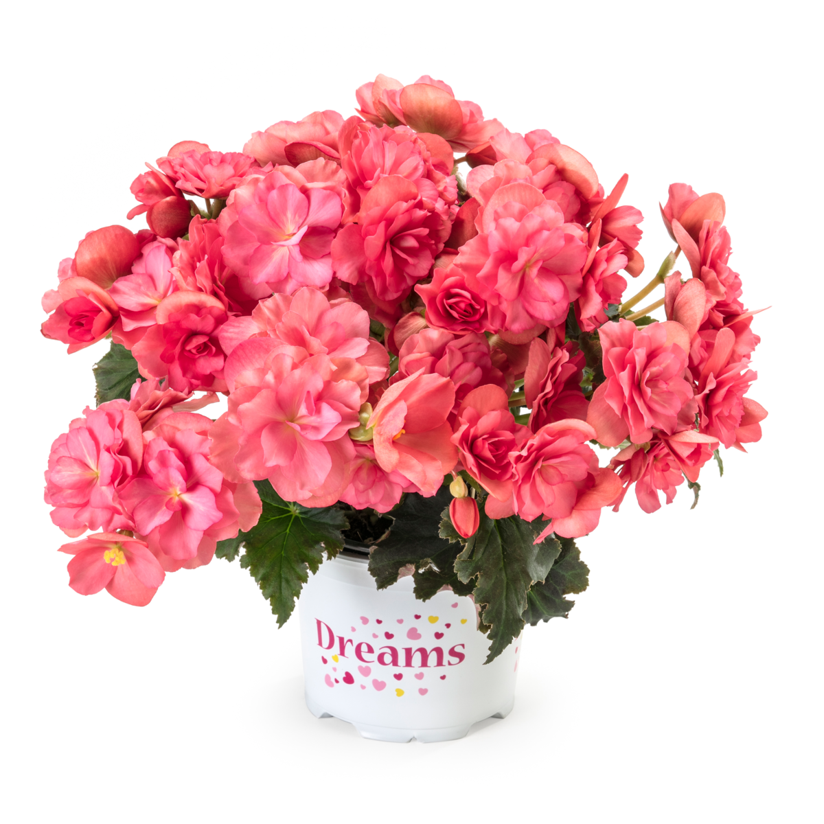 chloe-coral-pink-63971238.webp