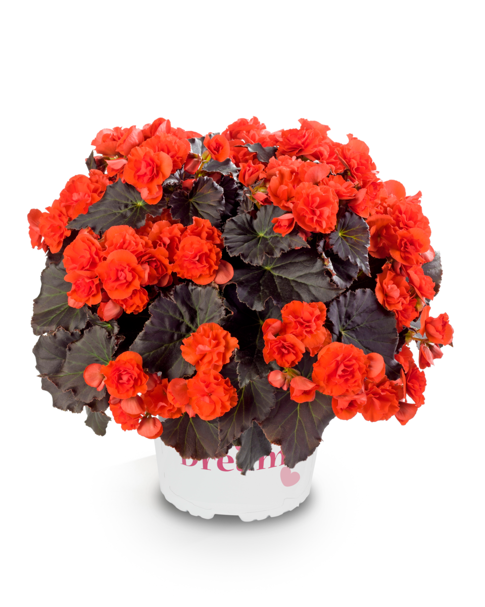 chocolate-orange-1308504384.webp
