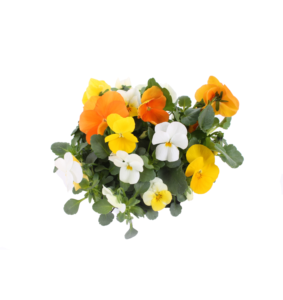 citrus-mix-4218253955.webp