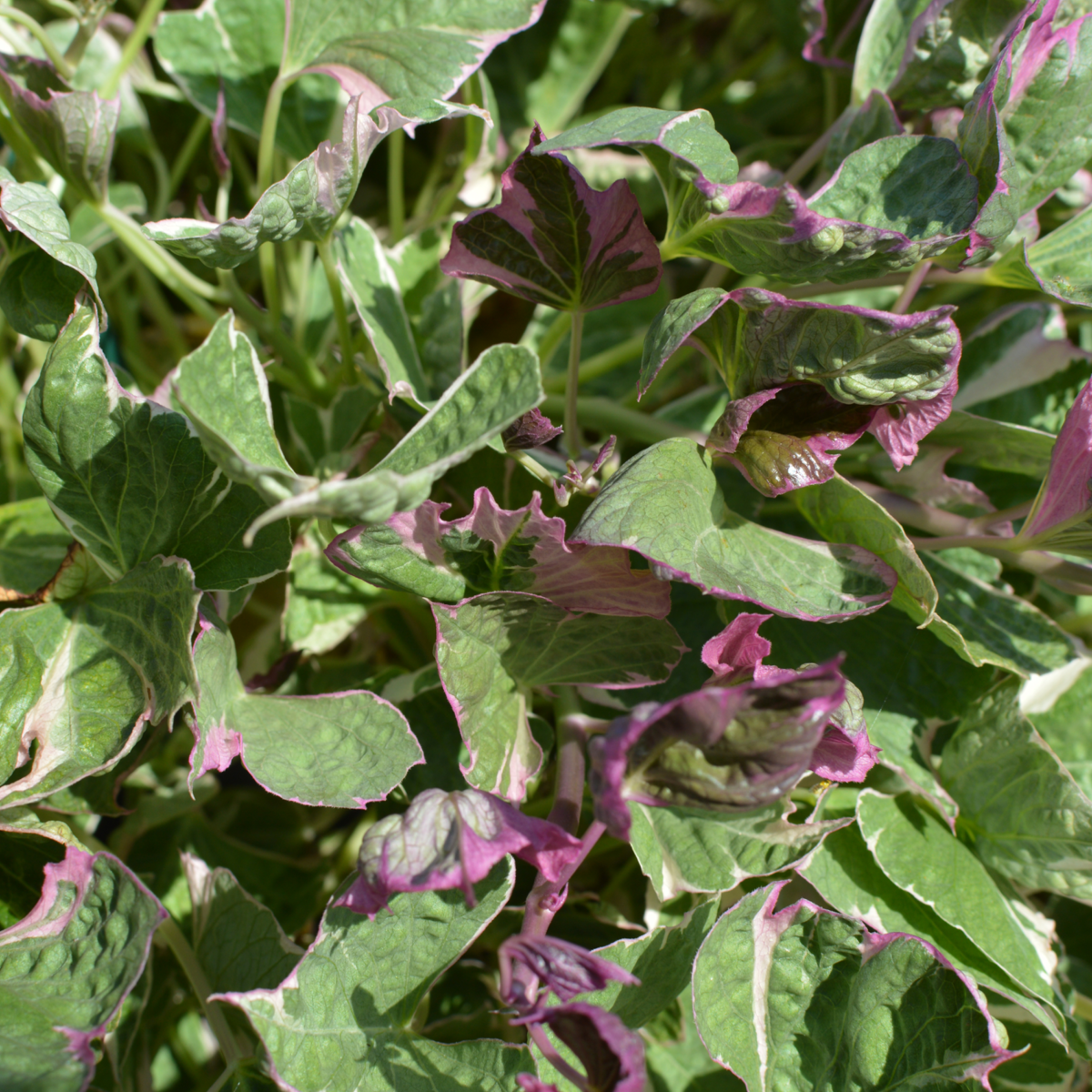 colored-leafs-2410345486.webp