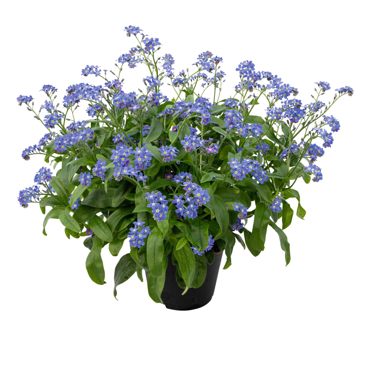 compindi-3105127168.webp