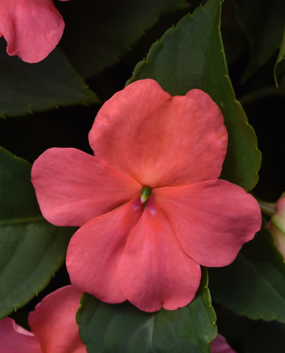 coral-1491792935.webp