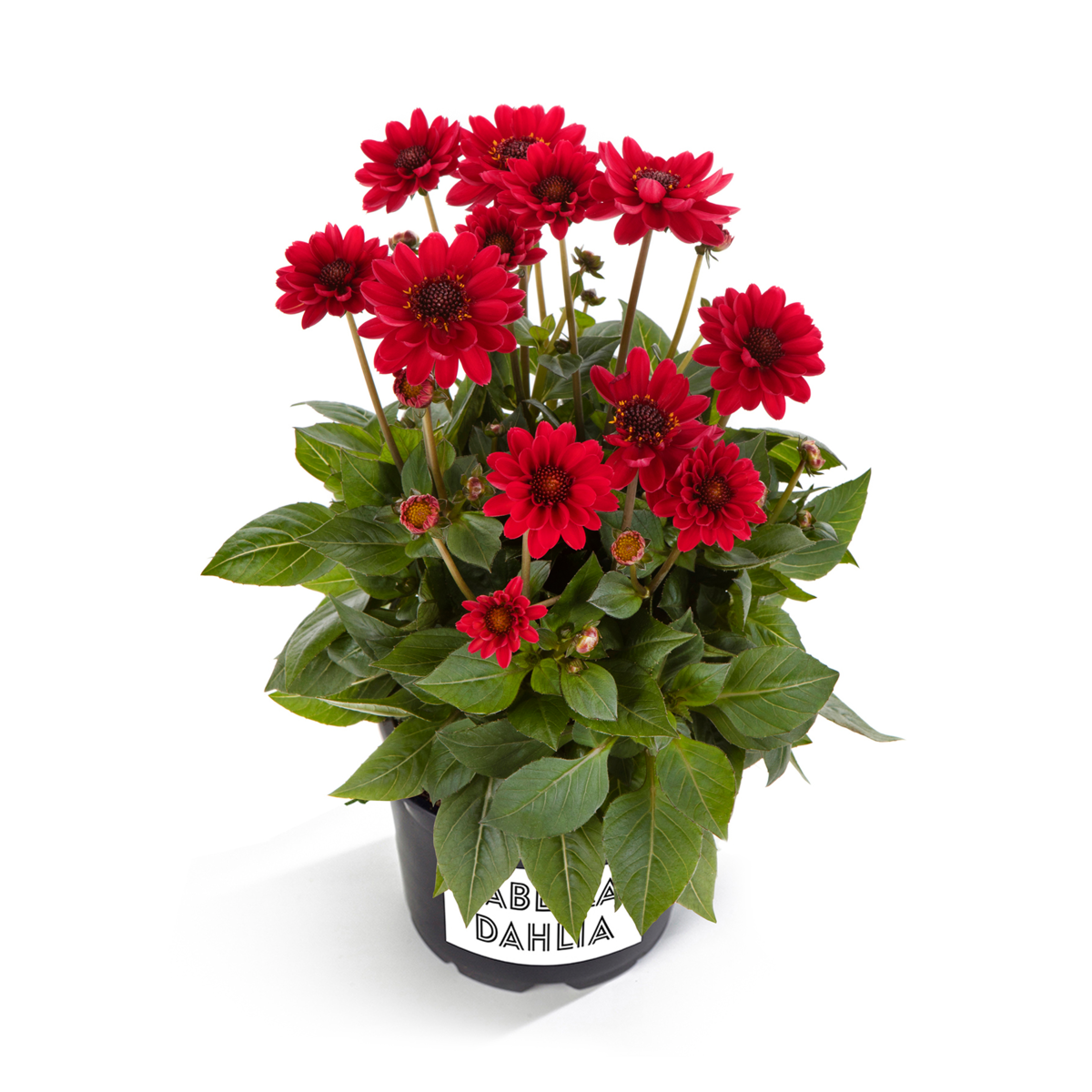 coral-2527857074.webp