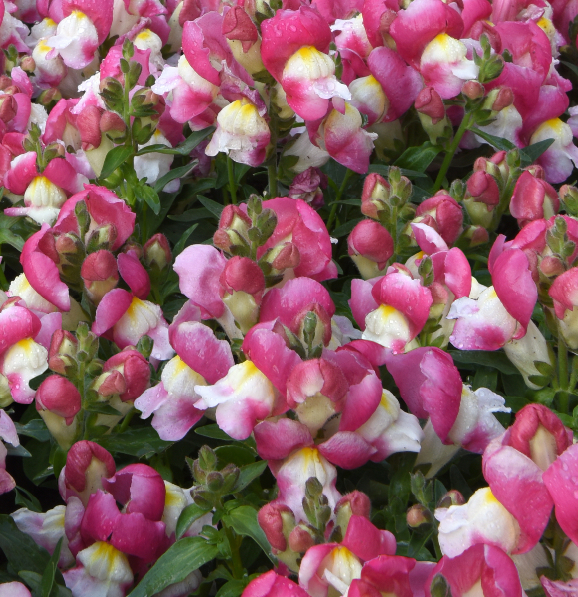 coral-bicolor-1203907664.webp