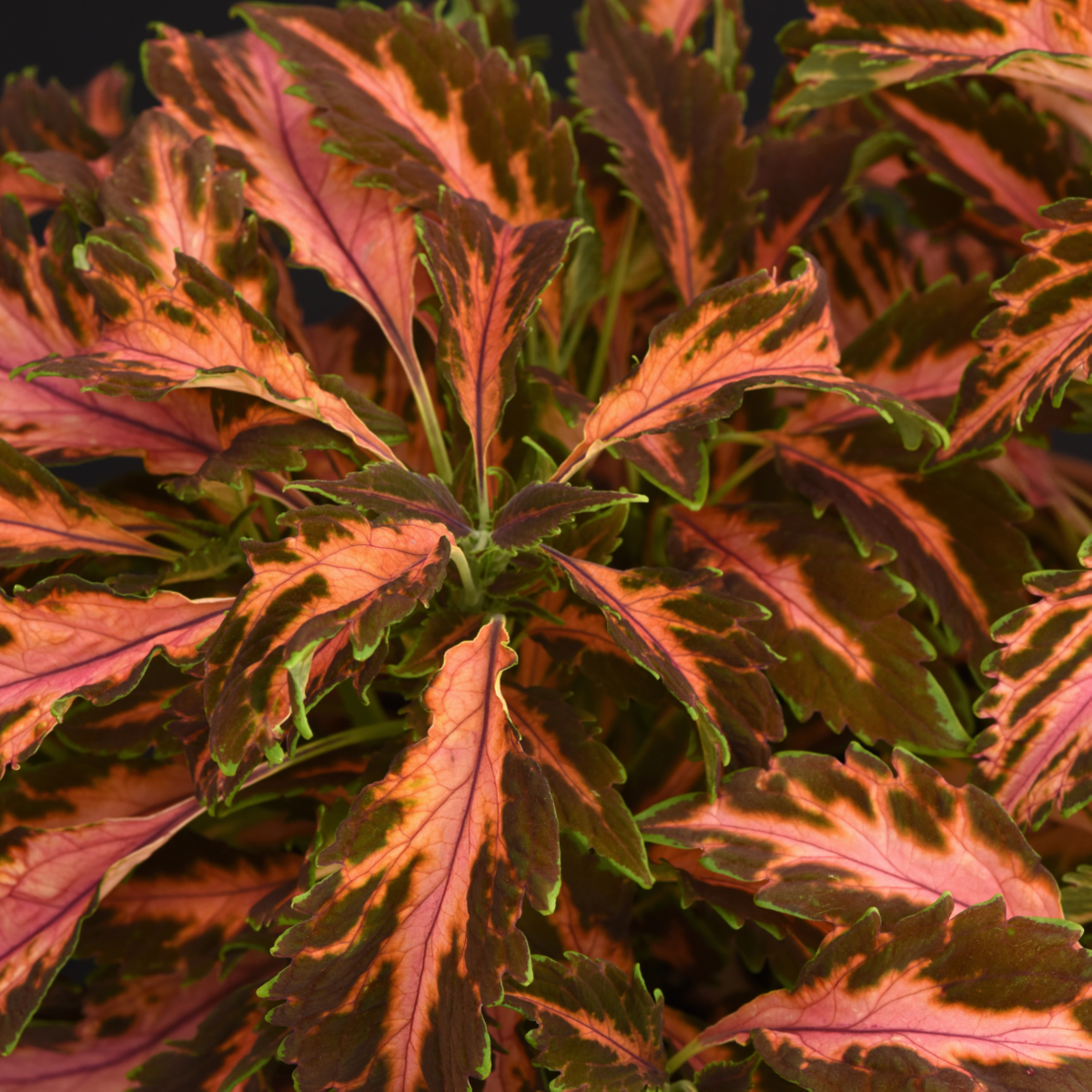 coral-candy-3194055995.webp