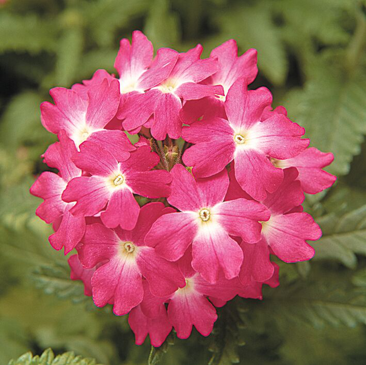 coral-with-eye-3265783364.webp