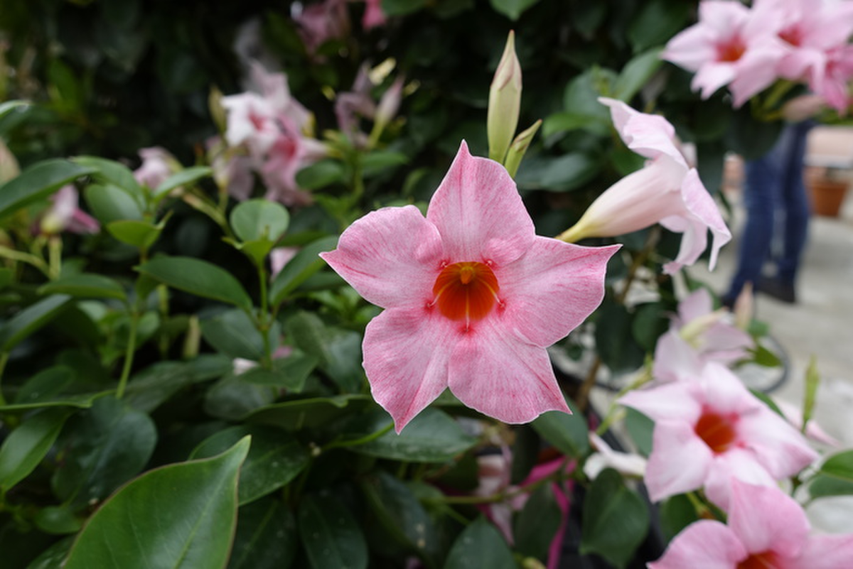 cream-pink-629245659.webp