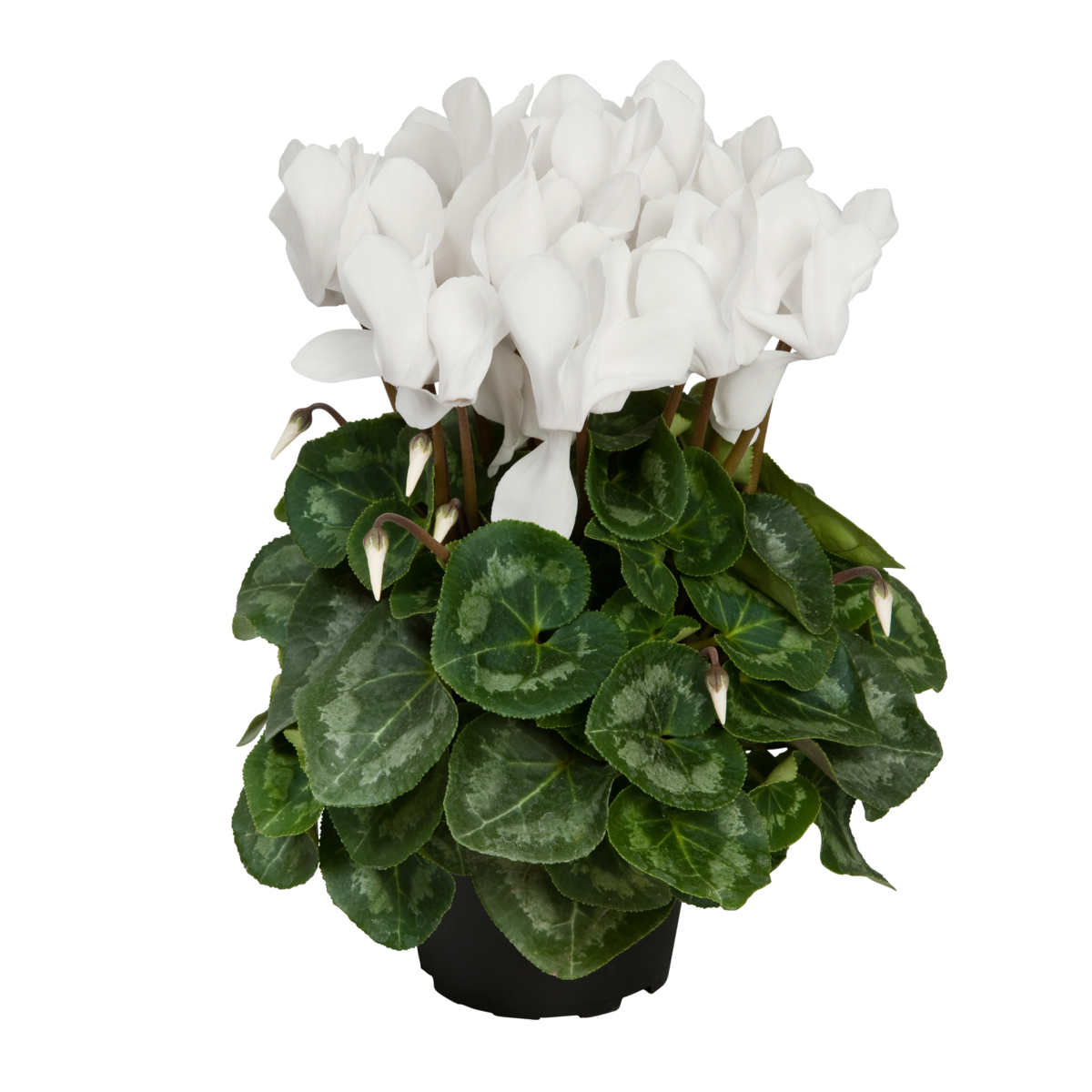 cream-white-03-4275402216.webp