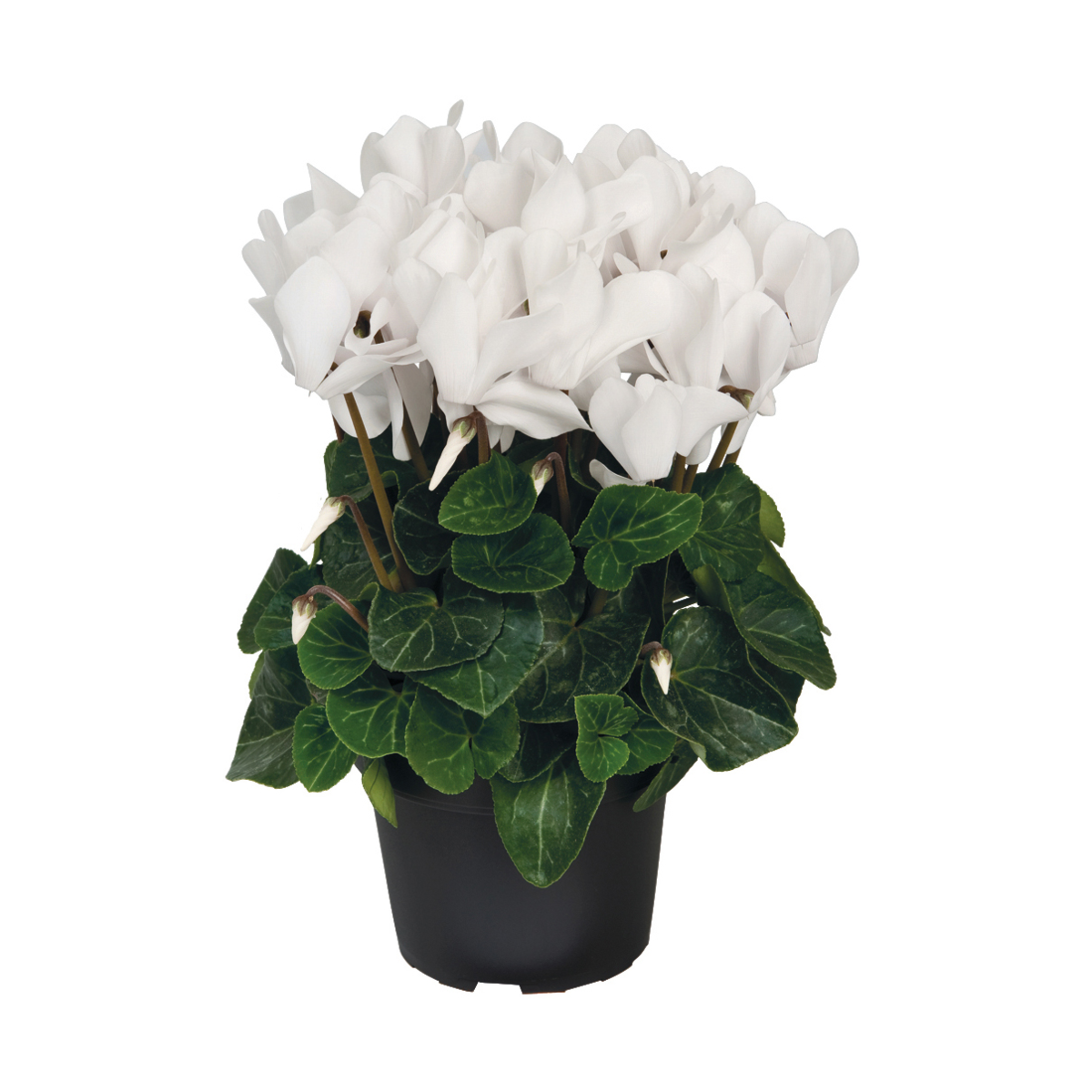 cream-white-2226862830.webp