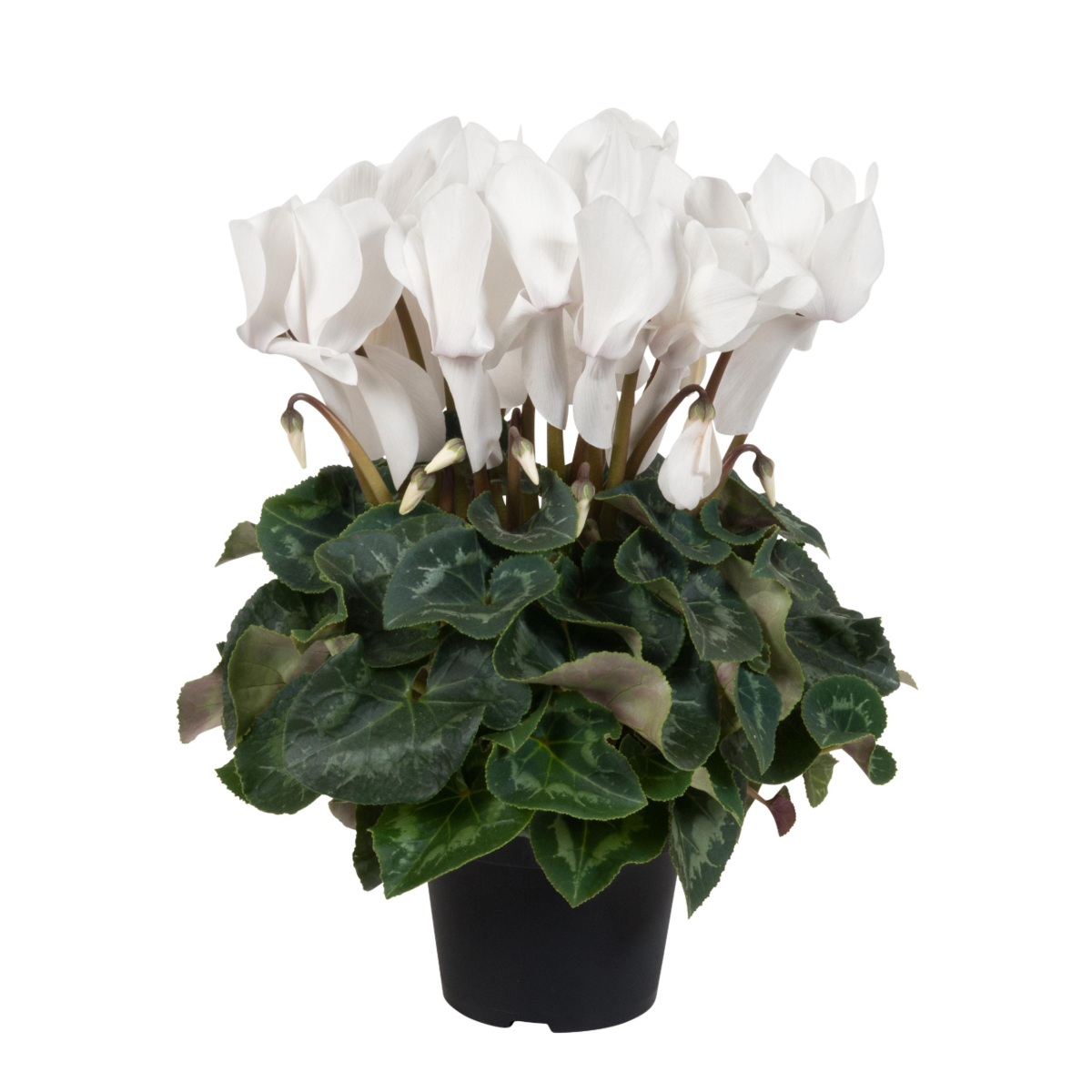 cream-white-385965734.webp