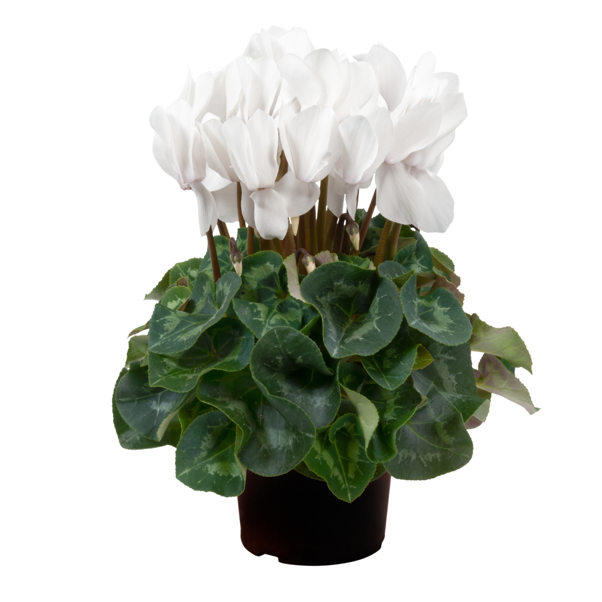 cream-white-750188499.webp