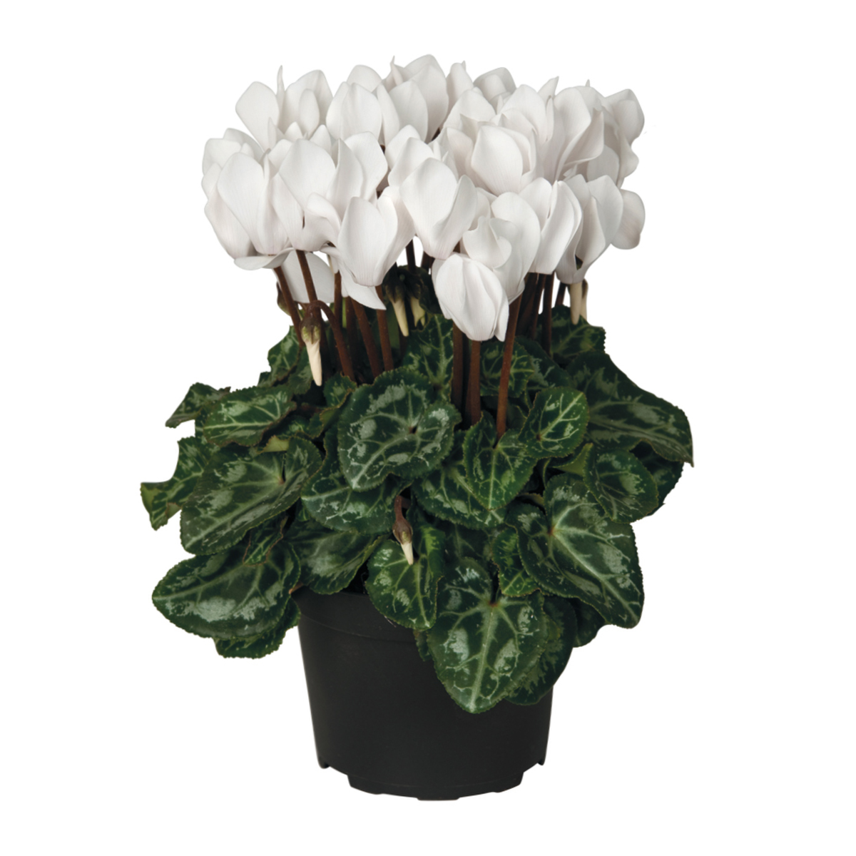 cream-white-954914031.webp