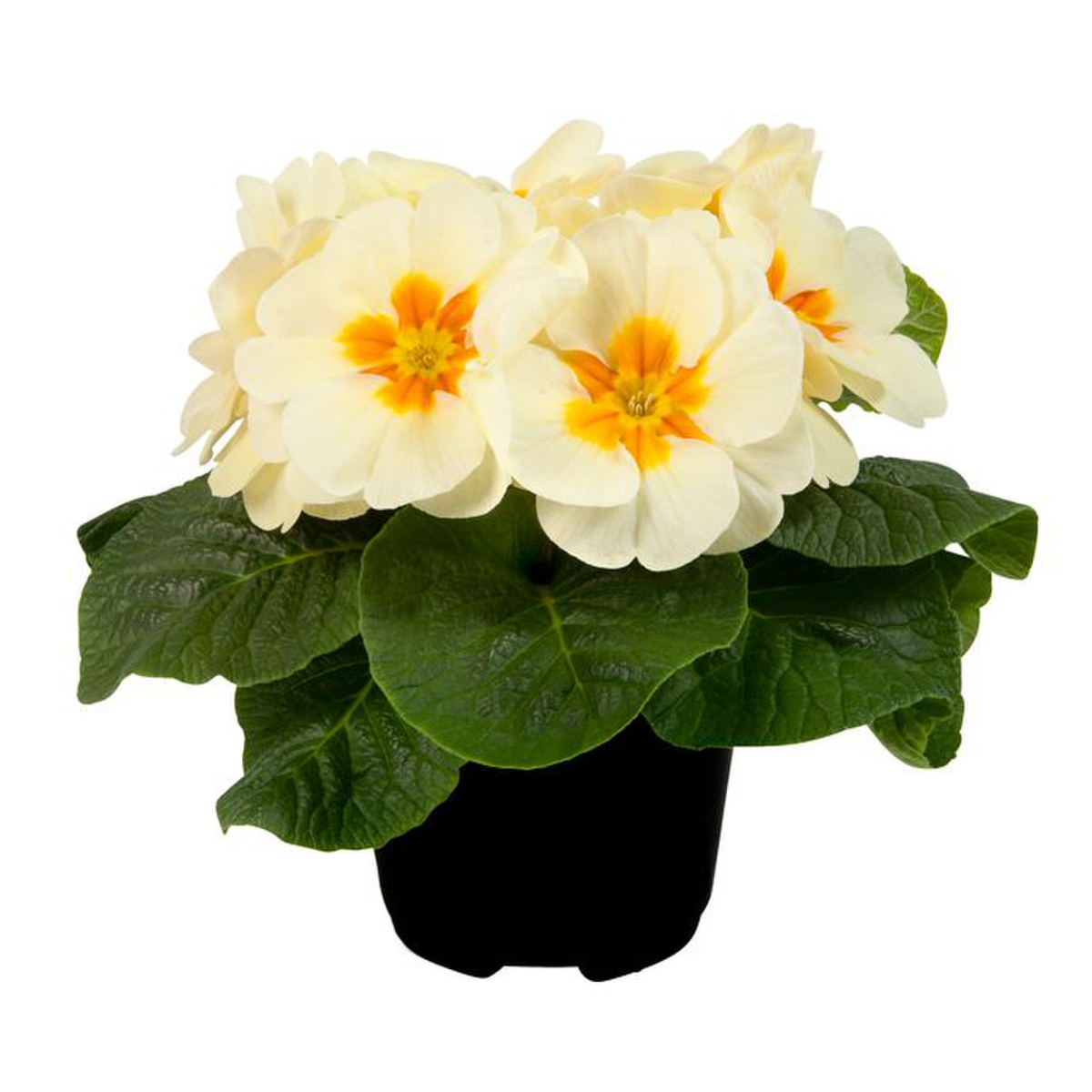 cream-yellow-1673522793.webp