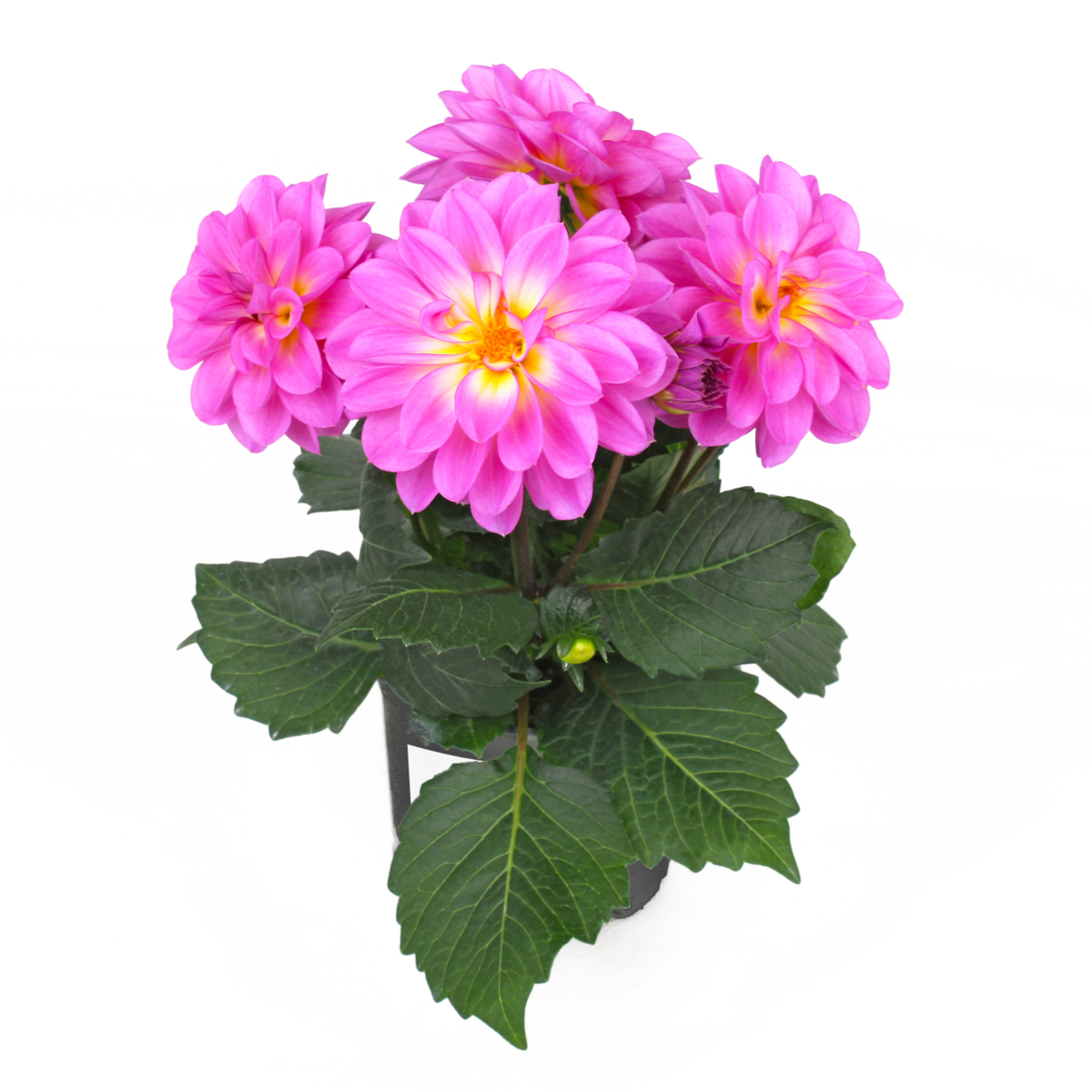 damd-3989-3826588789.webp