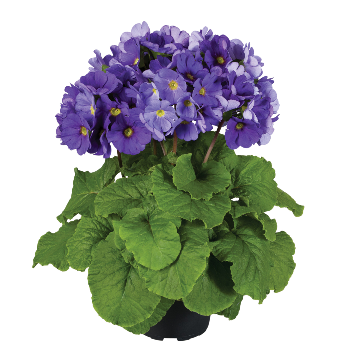 dark-blue-1384387492.webp