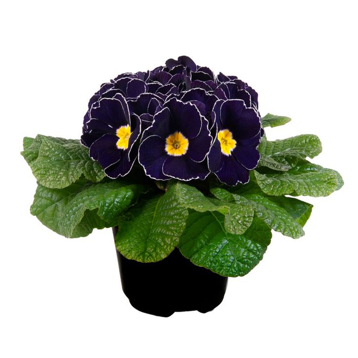dark-blue-2675427231.webp