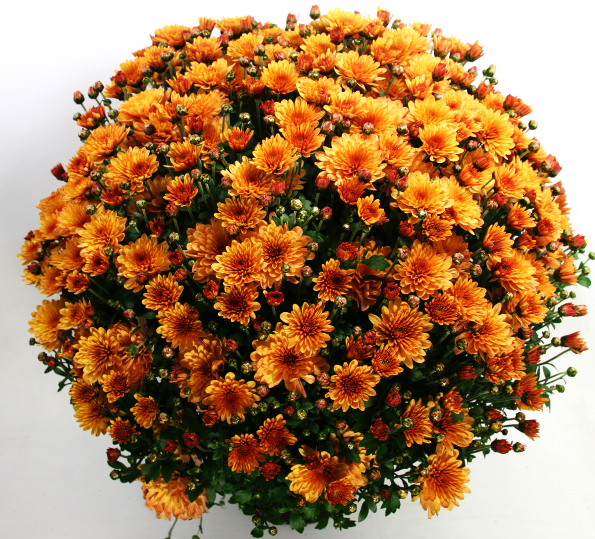 dark-orange-1605275398.webp